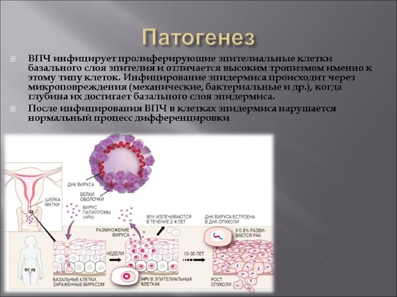 Патогенез ВПЧ инфицирует пролиферирующие эпителиальные клетки базального слоя эпителия и отличается высоким тропизмом именно